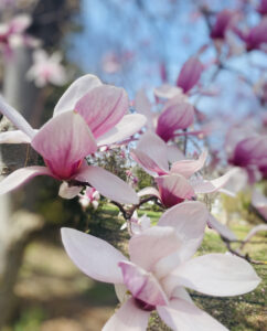 Magnolias